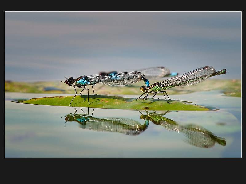 Terri Thorpe - Mating Damselflies.jpg